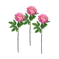 Drei rosa Pfingstrosen mit grünen Blättern auf langen Stielen vor weißem Hintergrund