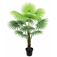 Große grüne Zimmerpalme mit vielen fächerförmigen Blättern in einem schwarzen Blumentopf