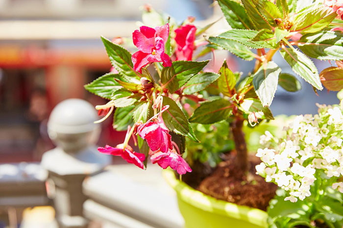 Balkon gestalten mit Blumen