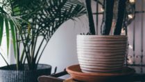 Pflanzen-Titelbild-Unsplash