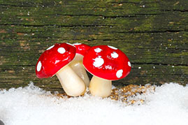 fliegenpilz Fliegenpilz als Glücksbringer