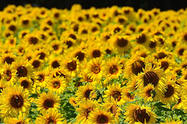 Gartenarbeiten im Juli