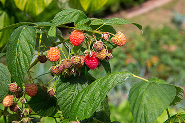 Gartenarbeiten im September