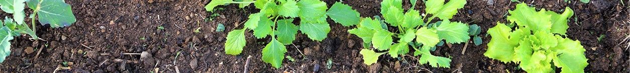 Gartenarbeiten im April - Zucchini pflanzen