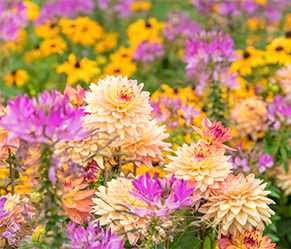 Gartenarbeiten im August - Herbstblumen Dahlien