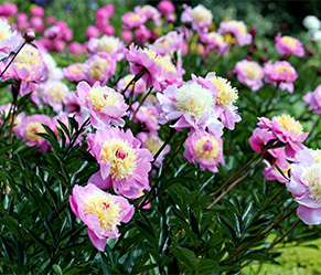 Gartenarbeiten im August - Herbstblumen Pfingstrosen