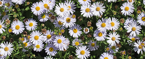 Astern, Herbstastern, Aster dumosus Gartenarbeiten im August - Herbstblumen weiße Astern