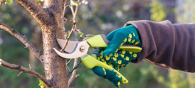 Gartenarbeiten im Dezember - Obstbaumschnitt