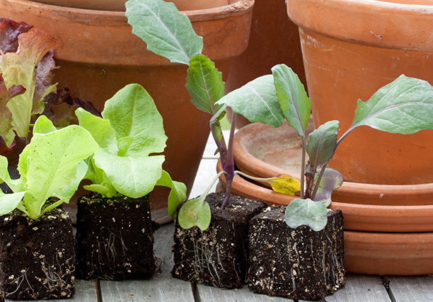 setzlinge Gartenarbeiten im Februar - Kohlrabi pflanzen