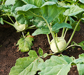 Gartenarbeiten im Februar - Kohlrabi