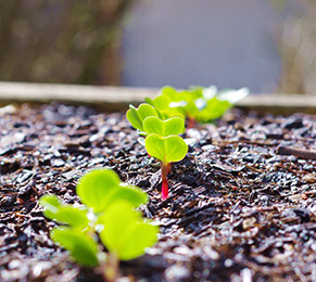 Radieschen im Beet Gartenarbeiten im Februar - Radieschen pflanzen