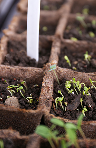 Gartenarbeiten im Januar - Samen aussäen