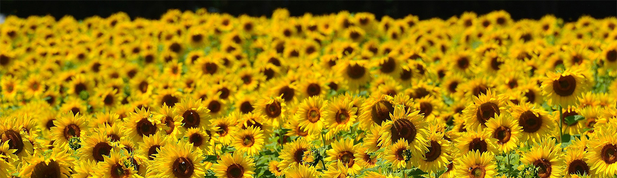 Gartenarbeiten im Juli - Header