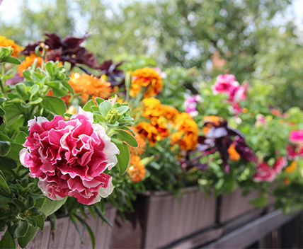 Gartenarbeiten im Juni - Balkonblumen