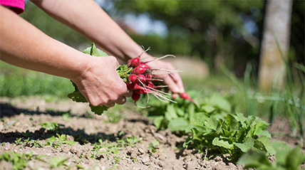 Gartenarbeiten im Juni - Radieschen pflanzen