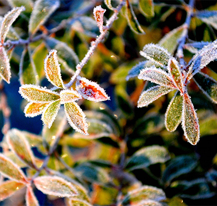 Gartenarbeiten im Mai - Eisheilige