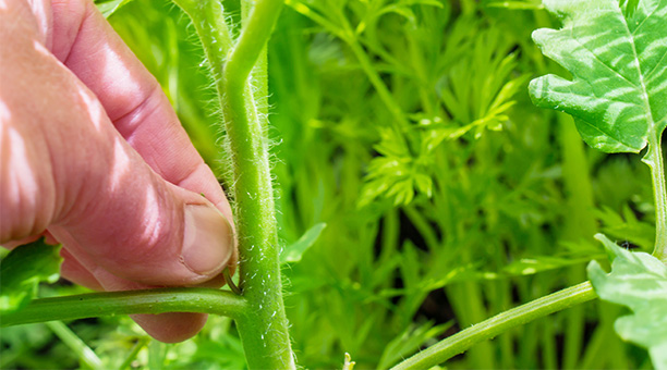Tomatenpflanze ausgeizen Gartenarbeiten im Mai - Tomaten ausgeizen