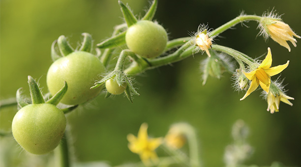 Nahaufnahme einer Mini-Tomate, Close-up of a mini tomato, Rispe Gartenarbeiten im Mai - Tomaten pflanzen