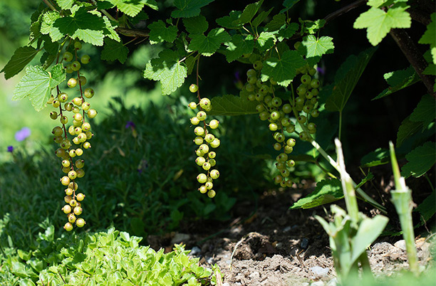 Gartenarbeiten Im September Die To Do S Universal