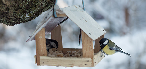 Gartenarbeiten im Oktober - Vogelhaus bauen